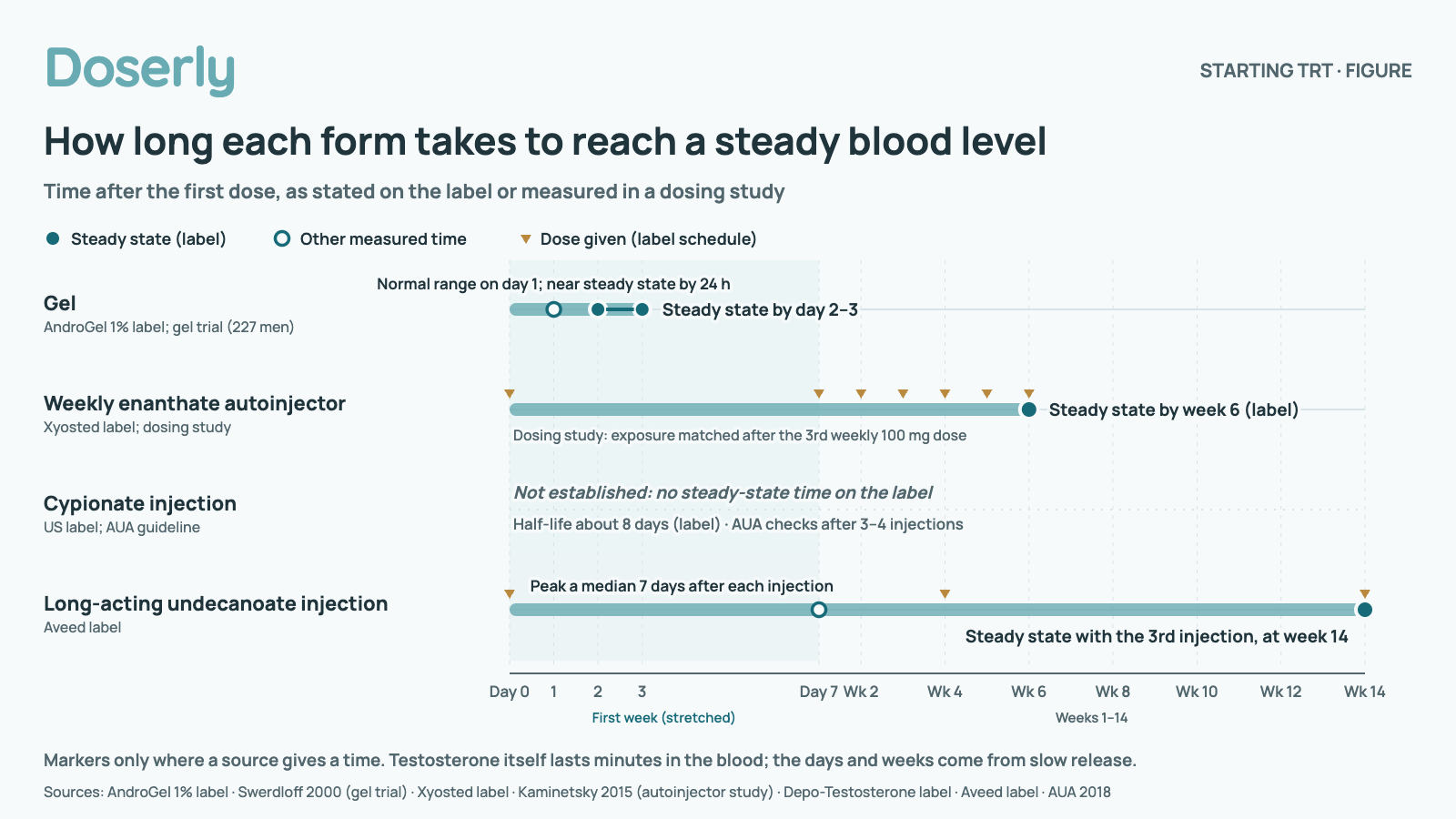 Chart of the time each form takes to reach a steady blood level after the first dose, on a time axis that stretches the first week: Gel, Day 1 to day 2–3: A trial of 227 men reached the normal range on day 1. The AndroGel 1% label: near steady state by 24 hours, steady state by day 2–3.; Weekly enanthate autoinjector, By week 6: Xyosted label: steady state by week 6. A dosing study found exposure matched after the 3rd weekly 100 mg dose.; Cypionate injection, Not established: No steady-state time on the label. Half-life about 8 days (label); the AUA checks after 3–4 injections.; Long-acting undecanoate injection, Week 14: Aveed label: peak a median 7 days after each injection; steady state with the 3rd injection, at week 14. Markers are drawn only where a source gives a time.