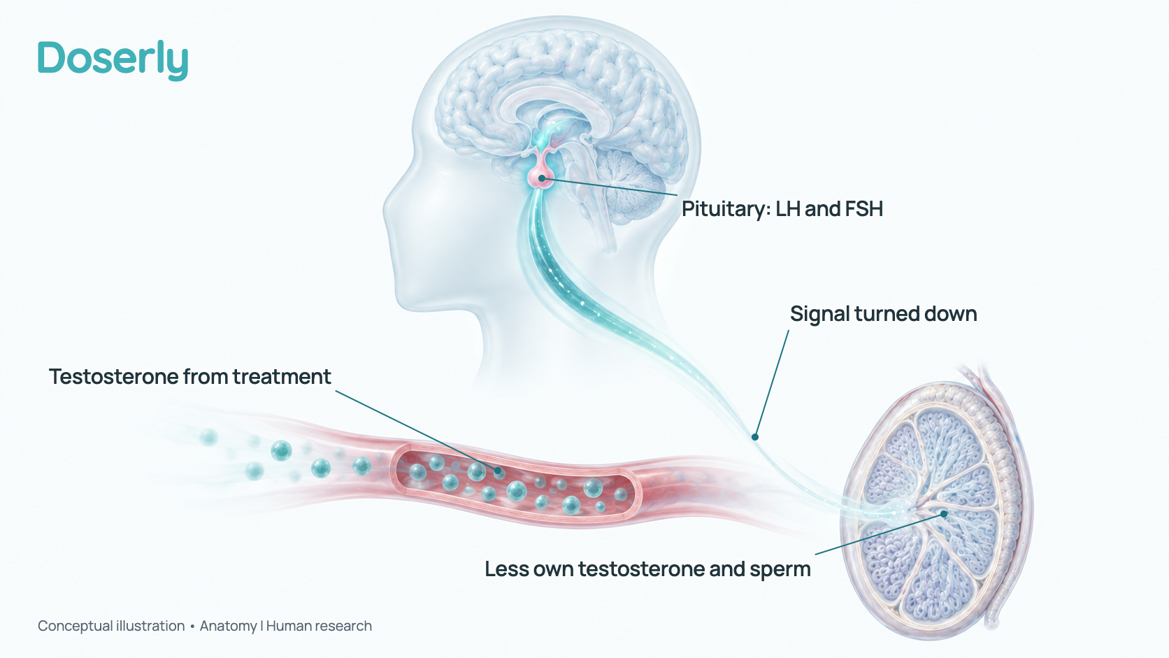 Conceptual illustration of the brain's pituitary gland linked by a soft signal ribbon to the testicles, with the ribbon fading where testosterone from treatment arrives in the bloodstream. It is a schematic of anatomy, not a measured effect.
