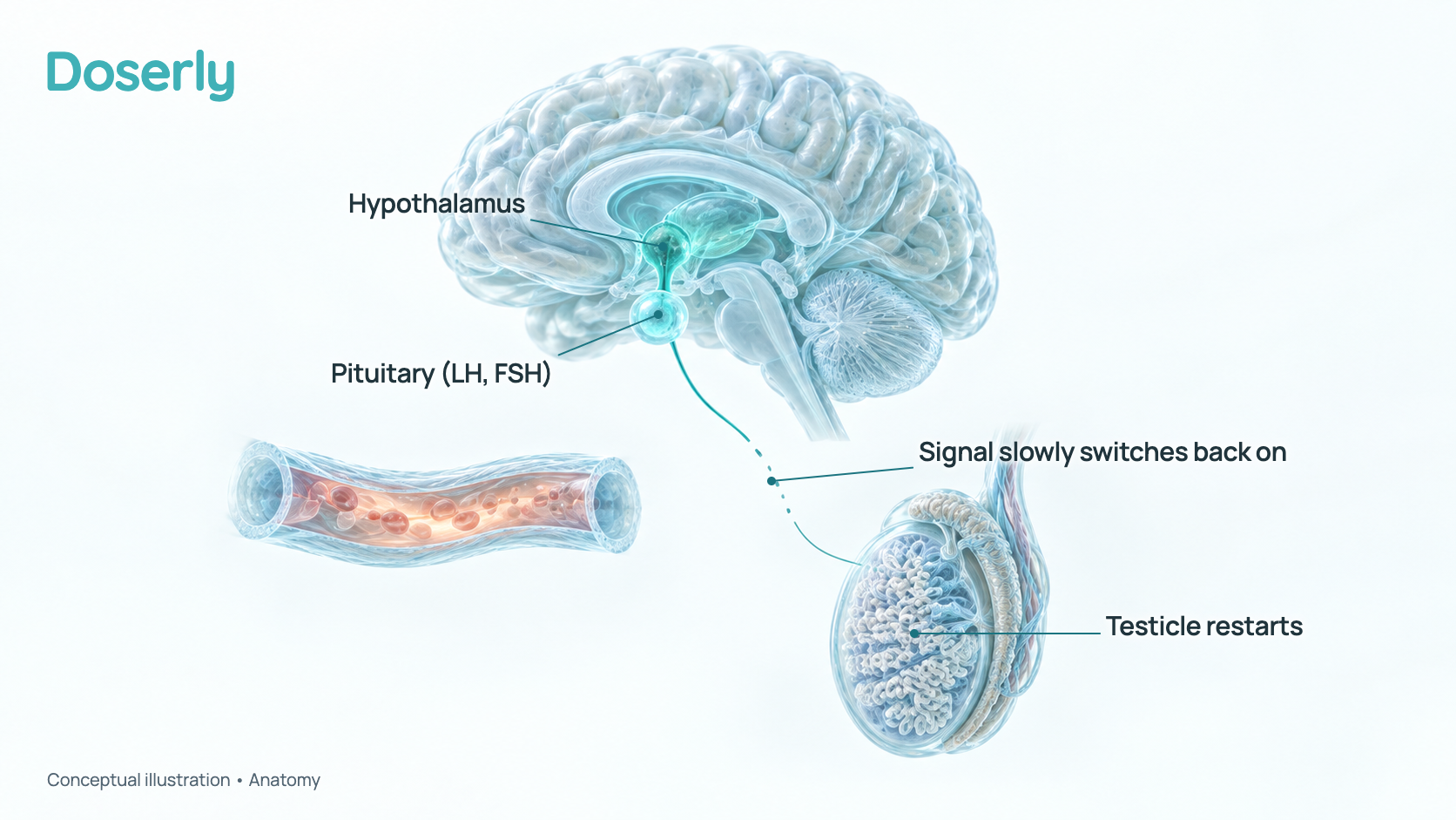 Conceptual illustration of the brain's hypothalamus and pituitary gland linked to a testicle by a signal line that is broken in the middle, with a blood vessel beside them. It is a schematic of anatomy and does not show hormone amounts or timing.