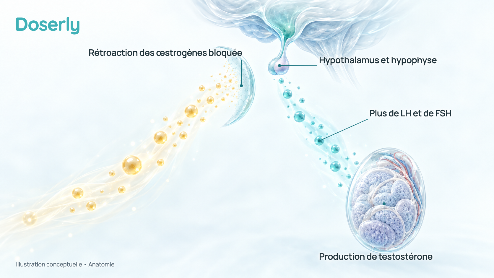 Illustration conceptuelle de l’hypothalamus et de l’hypophyse qui envoient plus de signal hormonal à un testicule pendant que la rétroaction des œstrogènes vers le cerveau est bloquée par le tamoxifène. Elle montre l’anatomie et l’action d’un médicament, pas des résultats mesurés.