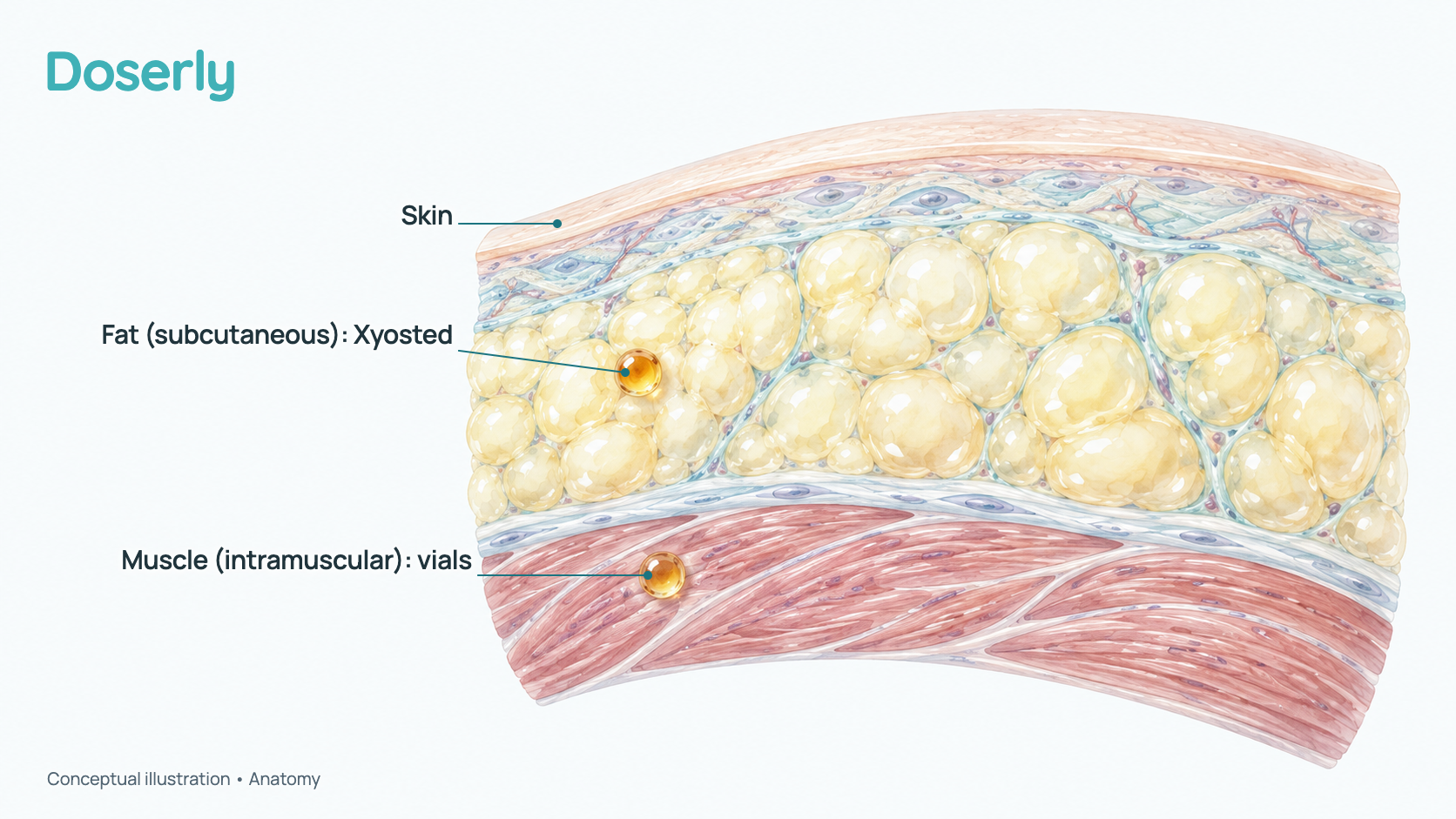 Conceptual cross-section of the abdominal wall: skin, a fatty layer with one oil deposit (subcutaneous, as with Xyosted) and muscle with another (intramuscular, as with vial injections). No needle or device is shown; it explains anatomy, not injection technique.