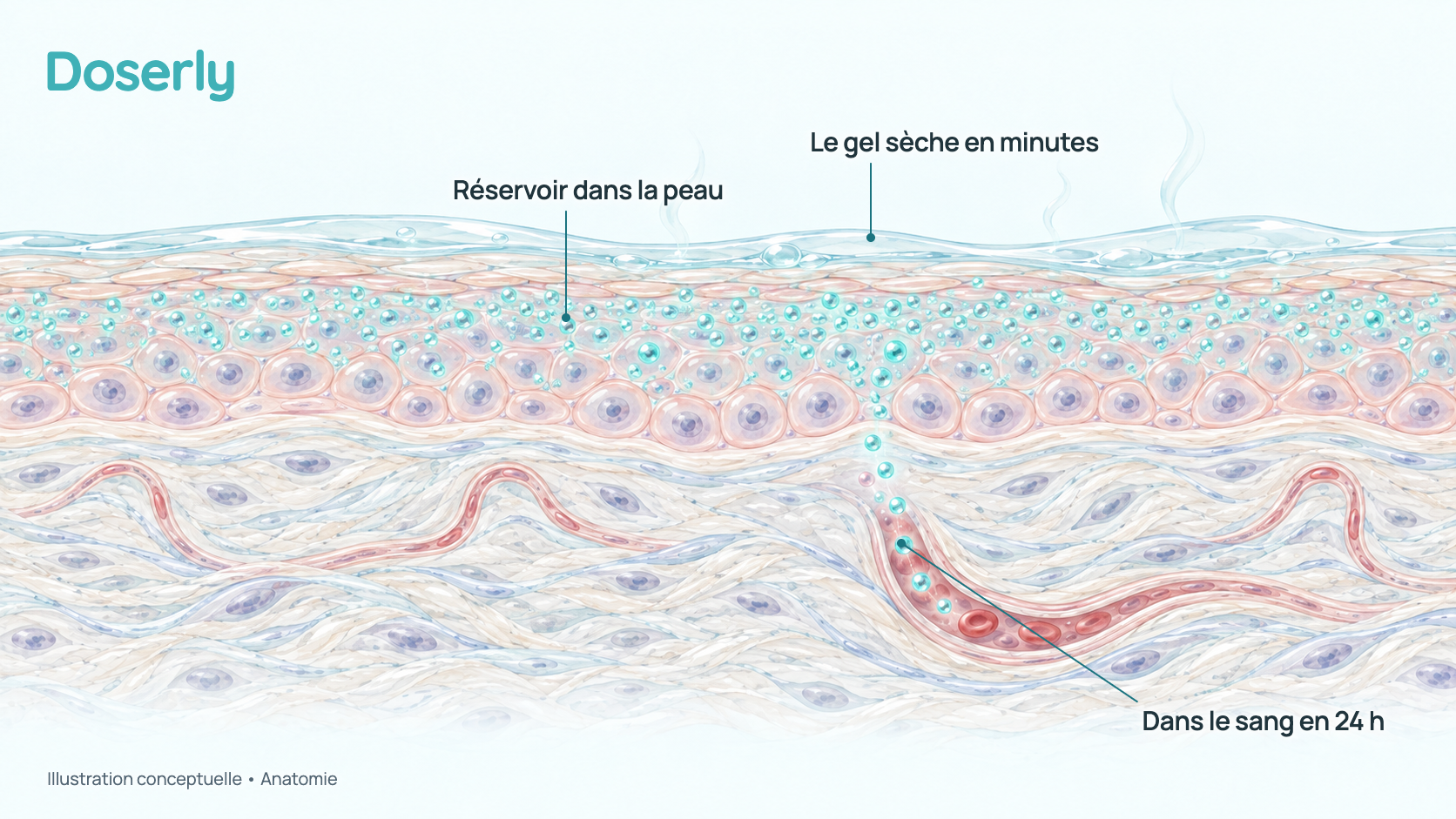 Coupe transversale conceptuelle de la peau : une mince pellicule de gel en train de sécher à la surface, de la testostérone qui s’accumule dans la couche externe de la peau et qui passe lentement dans de petits vaisseaux sanguins. Elle montre l’anatomie, pas un effet mesuré du médicament.