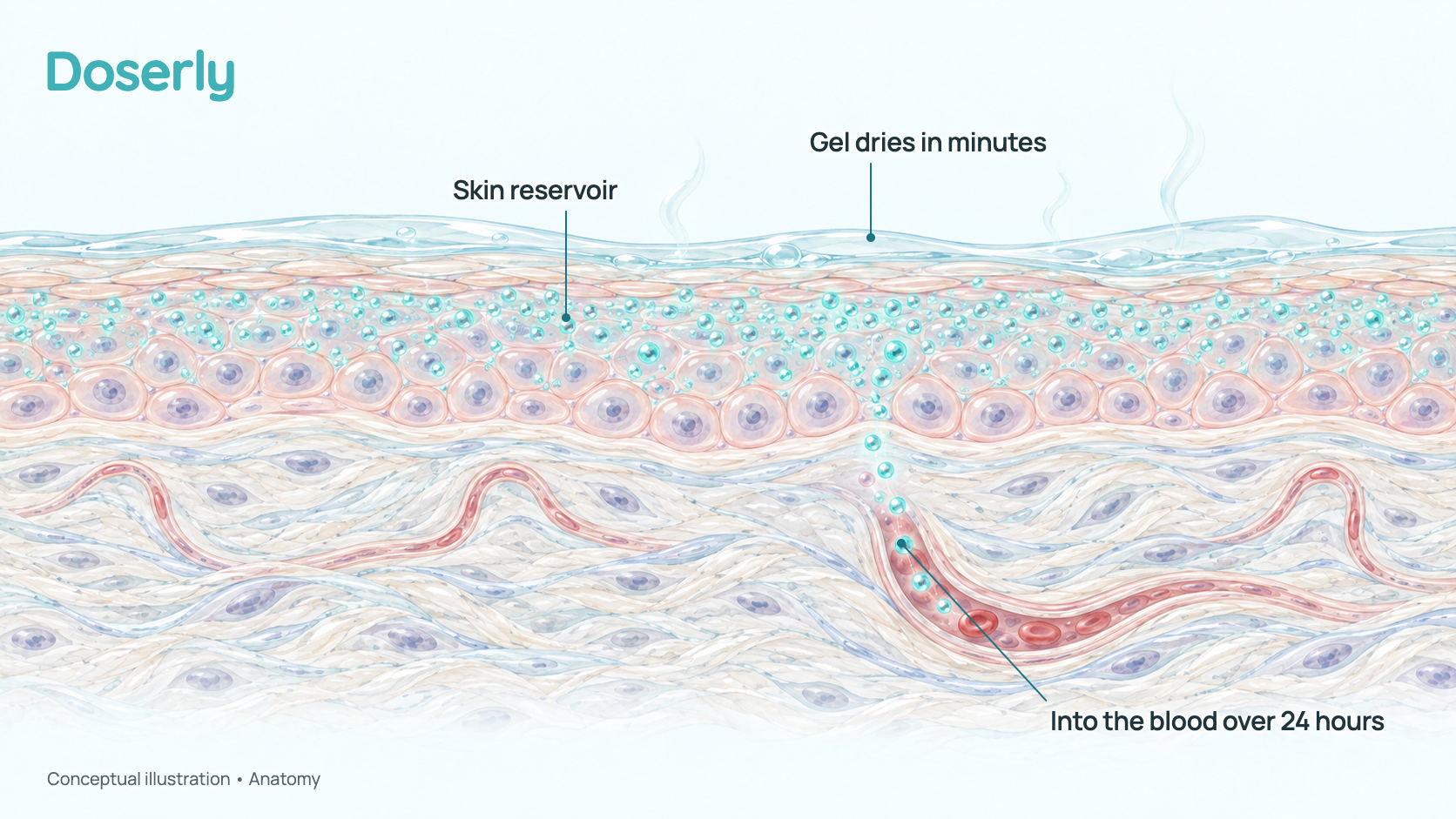 Conceptual cross-section of skin with a thin drying film of gel on the surface, testosterone gathering in the outer skin layer and passing slowly into small blood vessels. It shows anatomy, not a measured drug effect.