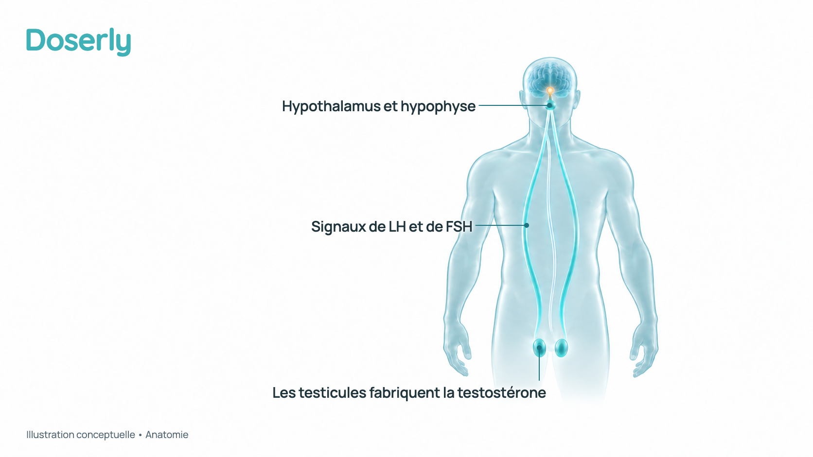 Illustration conceptuelle du contour translucide d’un corps masculin montrant l’hypothalamus et l’hypophyse dans le cerveau, reliés par de doux rubans de signal aux testicules situés plus bas. C’est un schéma d’anatomie, pas un effet mesuré.