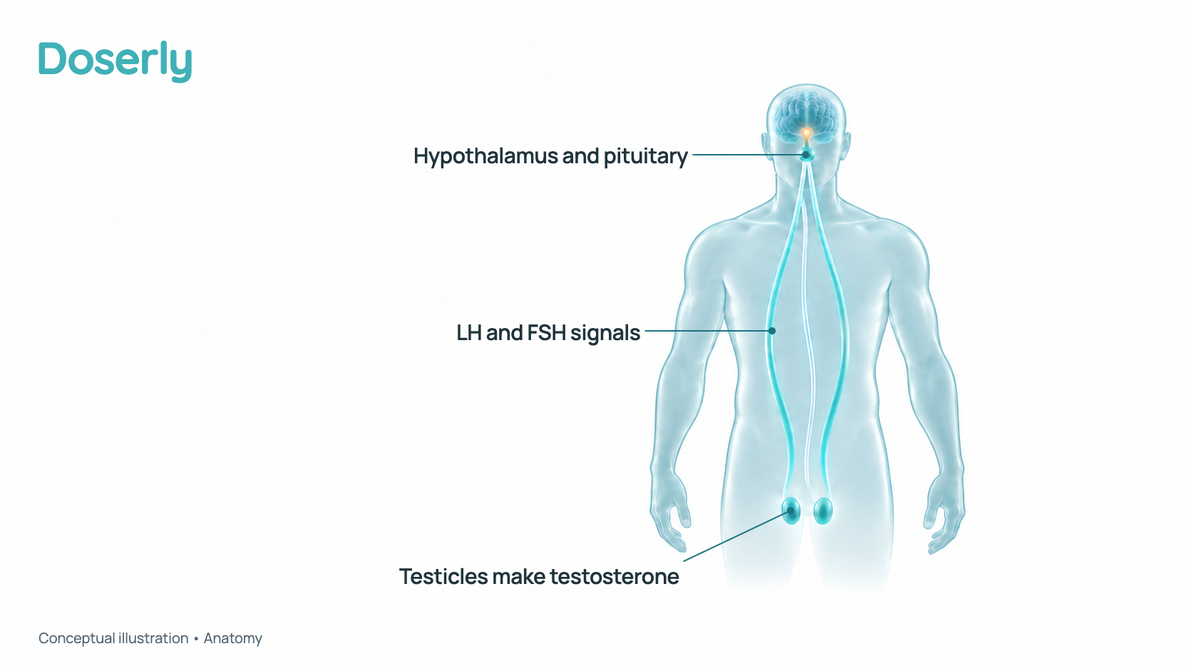 Conceptual illustration of a translucent male body outline showing the hypothalamus and pituitary gland in the brain linked by soft signal ribbons to the testicles below. It is a schematic of anatomy, not a measured effect.