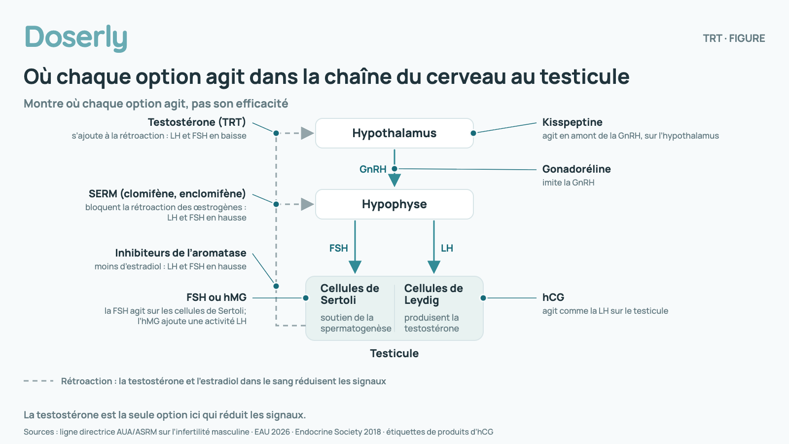 Schéma de la chaîne du cerveau au testicule : hypothalamus, GnRH, hypophyse, puis FSH vers les cellules de Sertoli et LH vers les cellules de Leydig dans le testicule, la testostérone et l’estradiol rétroagissant pour réduire les signaux. Où chaque option agit : la kisspeptine, hypothalamus : agit en amont de la GnRH; la gonadoréline, signal de GnRH : imite la GnRH; le traitement par la testostérone, boucle de rétroaction : s’y ajoute, si bien que la LH et la FSH baissent; les SERM (clomifène, enclomifène), boucle de rétroaction : bloquent la rétroaction des œstrogènes, si bien que la LH et la FSH montent; les inhibiteurs de l’aromatase, boucle de rétroaction : moins d’estradiol, si bien que la LH et la FSH montent; l’hCG, testicule, cellules de Leydig : agit comme la LH; la FSH ou l’hMG, testicule, cellules de Sertoli : la FSH agit sur les cellules de Sertoli; l’hMG a aussi une activité LH et agit donc aussi sur les cellules de Leydig. Il montre où chaque option agit, pas son efficacité.