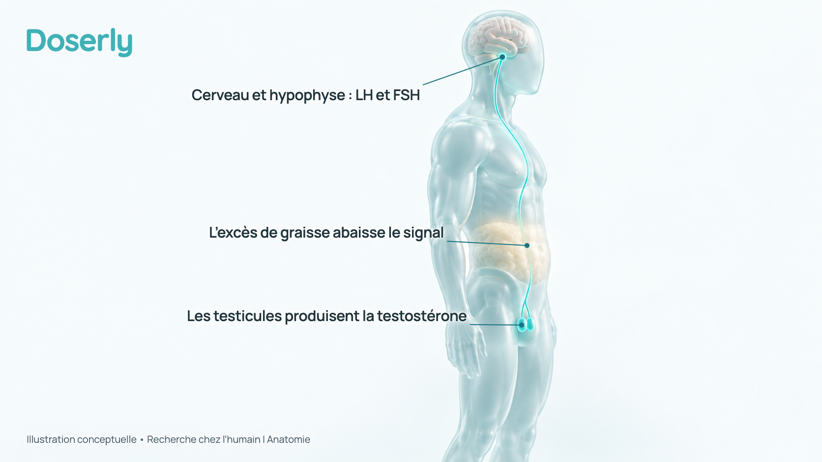 Illustration conceptuelle d’un torse masculin translucide où le cerveau et l’hypophyse envoient un signal vers les testicules, avec une couche de tissu adipeux abdominal représentée comme atténuant ce signal. C’est un schéma, pas une anatomie à l’échelle, et il ne montre aucune quantité mesurée.