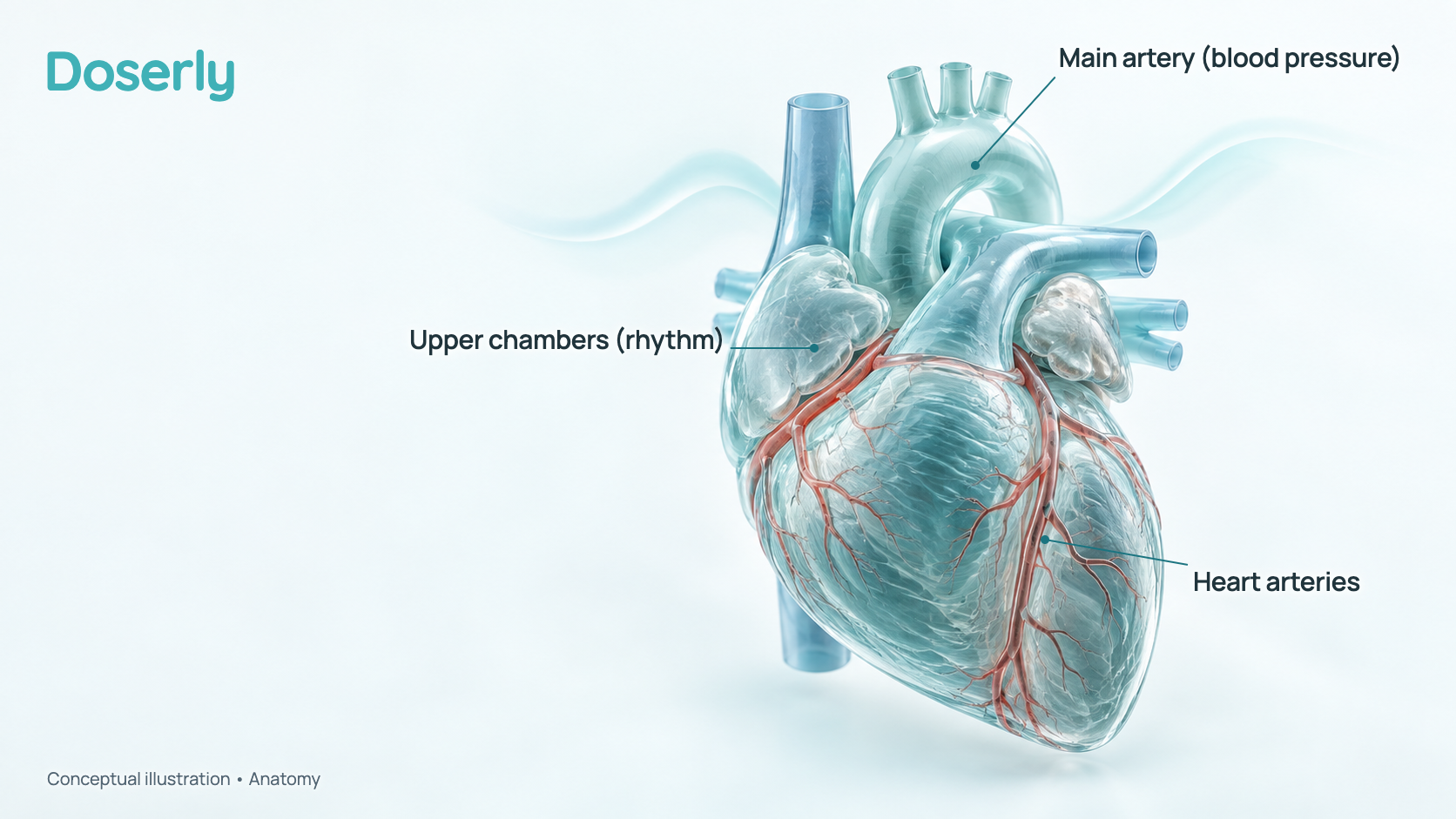 Conceptual illustration of a translucent heart with its upper chambers and the main arteries and veins around it, with a soft wave suggesting heart rhythm. It is a schematic of anatomy, not a measured effect.