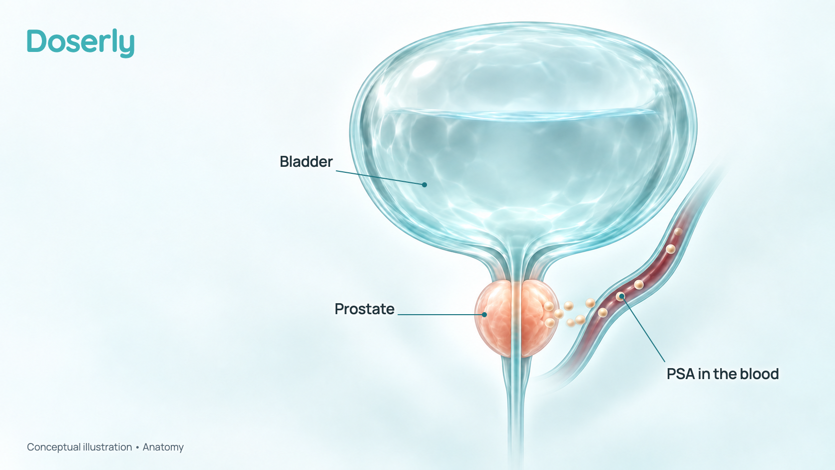Conceptual illustration of the bladder with the walnut-sized prostate below it, wrapped around the urine tube, and a nearby blood vessel with small PSA protein beads passing from the prostate into the blood. It is a schematic, not a measured amount.