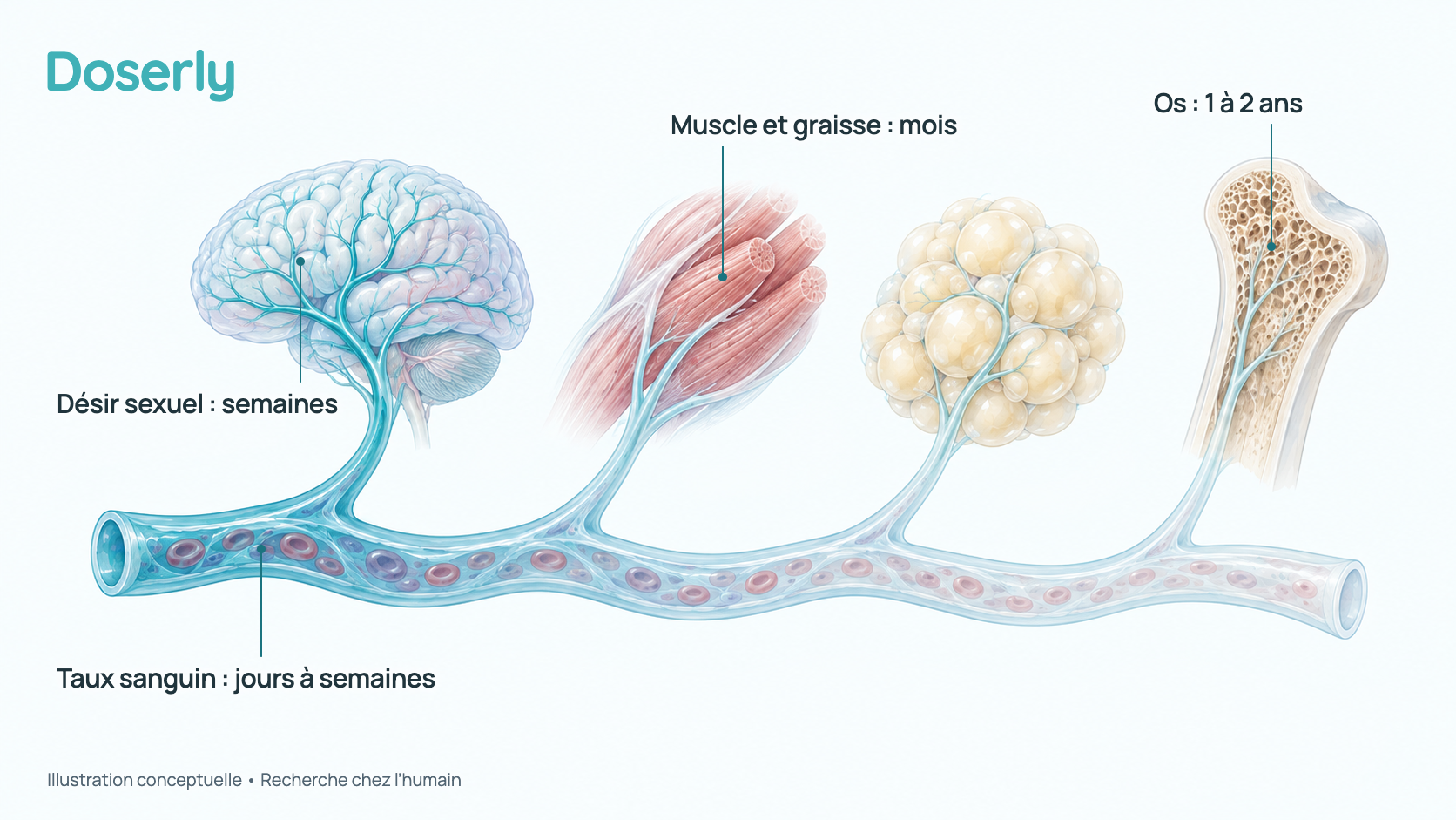 Illustration conceptuelle d’un vaisseau sanguin qui se ramifie vers le cerveau, un muscle, du tissu adipeux et une coupe d’os, colorée pour suggérer que chaque tissu répond à une vitesse différente. C’est un concept, pas un résultat mesuré.