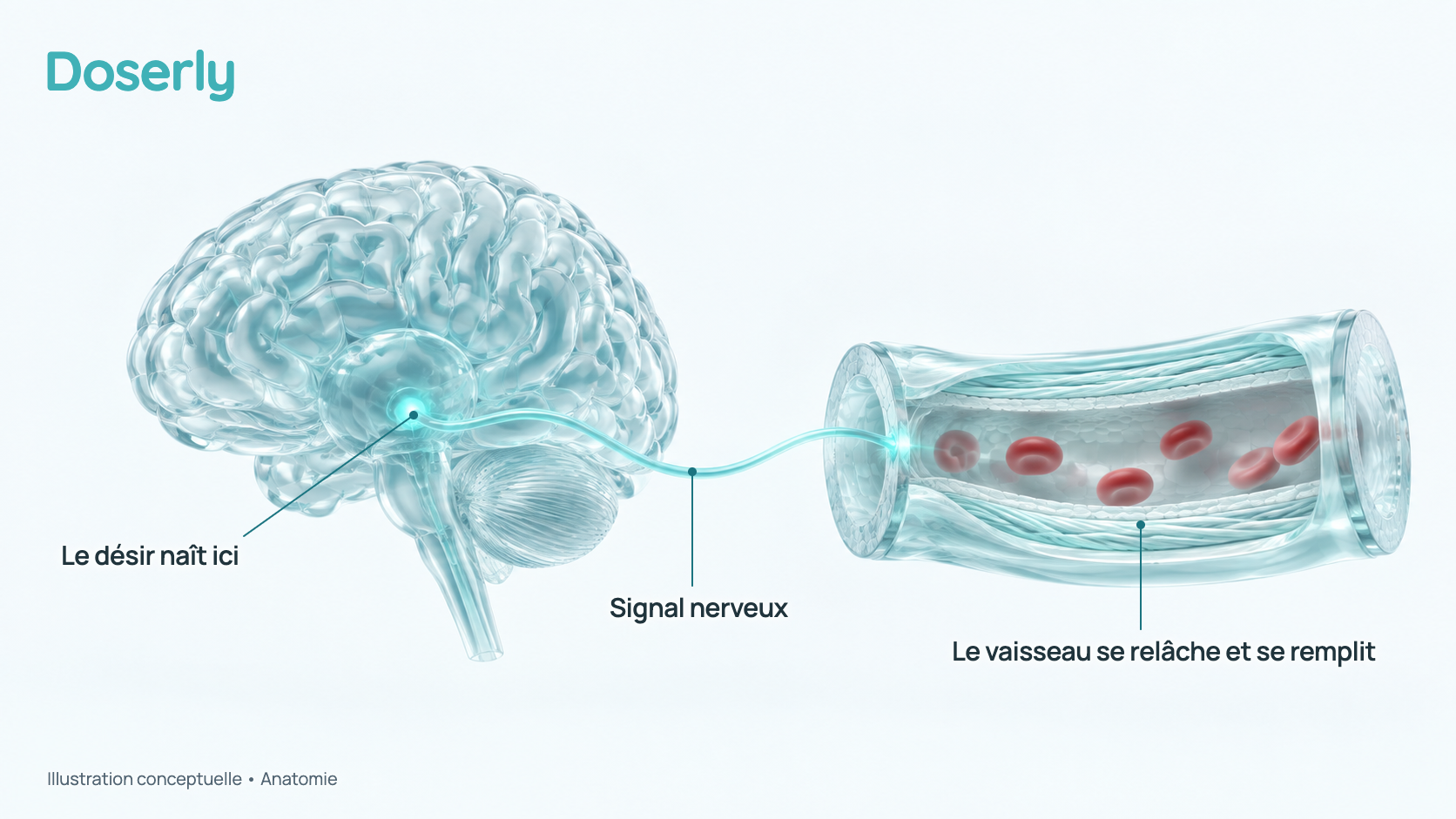 Illustration conceptuelle d’un cerveau translucide dont une région profonde est doucement mise en évidence, relié par un ruban de signal à une artère ouverte dont la paroi se relâche pour laisser entrer le sang. C’est un dessin conceptuel, pas de l’anatomie à l’échelle.