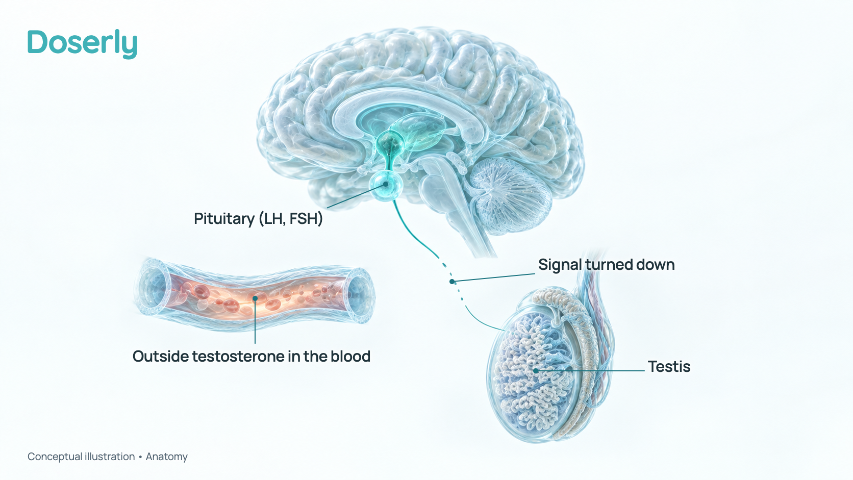 Conceptual illustration of the brain with the pituitary gland highlighted, a signal line that breaks up on its way to a cut-away testis, and a nearby blood vessel carrying testosterone from outside the body. It is a schematic of anatomy, not a measured effect.