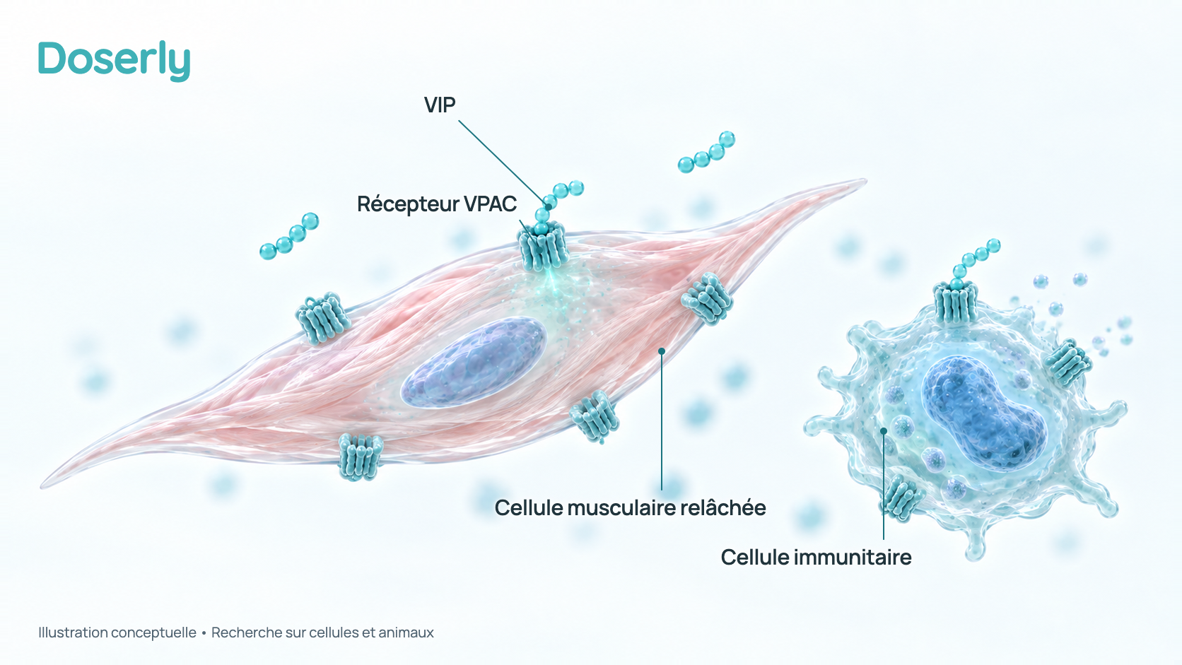 Illustration conceptuelle du VIP qui se lie à des récepteurs VPAC sur une cellule de muscle lisse et sur une cellule immunitaire. L’effet sur le muscle est observé dans des études de perfusion chez l’humain; l’effet immunitaire vient surtout d’études chez l’animal. Ce n’est pas un effet thérapeutique démontré.