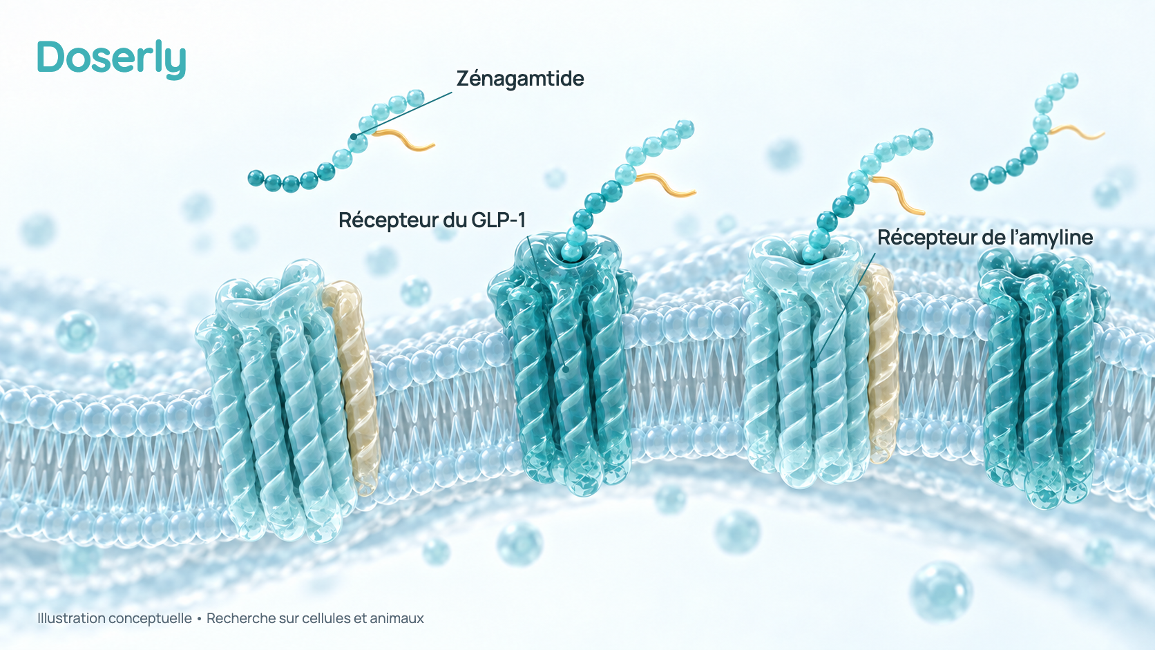 Illustration conceptuelle de la surface d’une cellule nerveuse portant deux types de récepteurs, des récepteurs du GLP-1 et des récepteurs de l’amyline, et de chaînes bicolores de zénagamtide qui s’y fixent. Elle représente la recherche sur cellules, pas une structure mesurée ni un effet démontré chez l’humain.