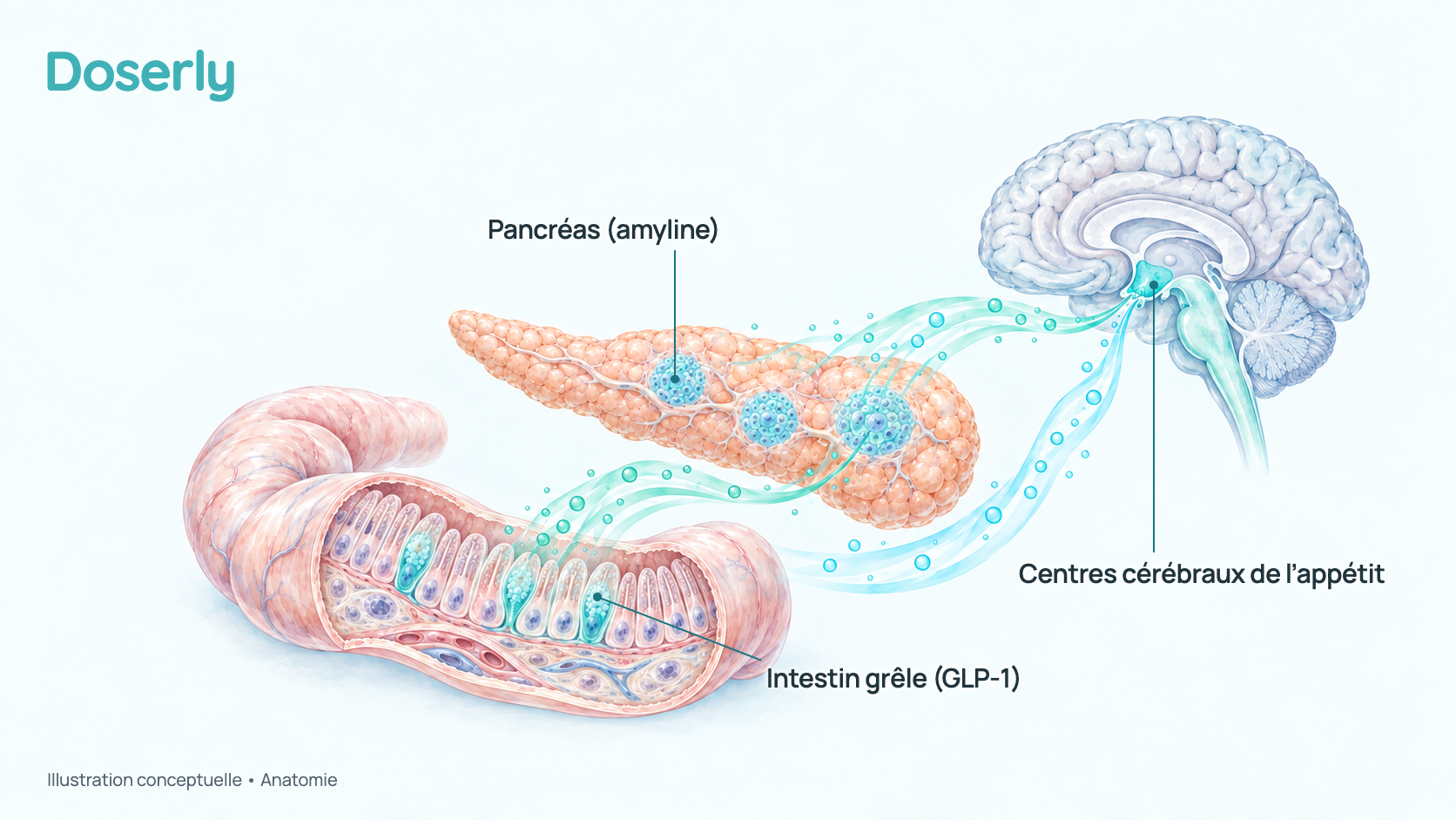 Illustration conceptuelle à l’aquarelle de l’intestin grêle, du pancréas et du cerveau : là où le GLP-1 et l’amyline sont produits et là où ils signalent la satiété. Elle montre seulement l’anatomie, pas un effet du zénagamtide.